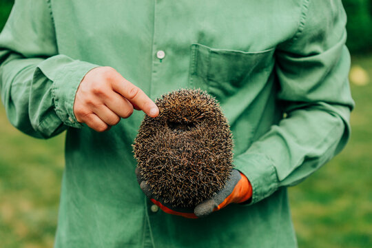 Person holding wild hedgehog in hands outdoors during autumn