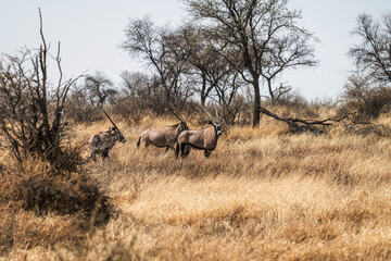 Troupeau d'oryx gazelles en Namibie
