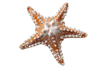 Close-up of a starfish, light brown with small white dots