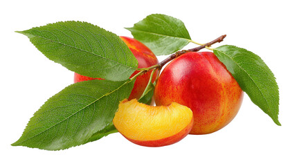 Ripe Red And Yellow Plums With Green Leaves On Branch