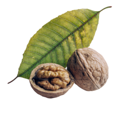Two walnuts, one whole, one halved, rest on a vibrant leaf