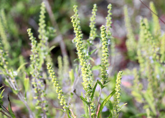 Ambrosia (Ambrosia artemisiifolia) grows in nature
