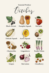 Set of vector seasonal products, vegetables and fruits, berries and spices. Food illustrations