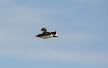 Macareux moine,
Fratercula arctica, Atlantic Puffin,