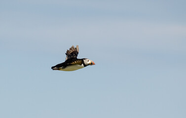 Macareux moine,
Fratercula arctica, Atlantic Puffin,