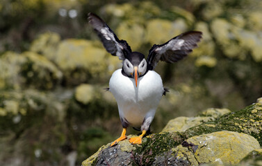 Macareux moine,
Fratercula arctica, Atlantic Puffin,