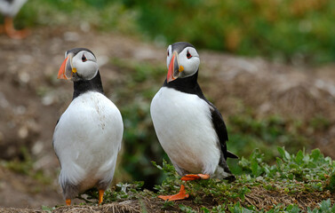 Macareux moine,Fratercula arctica, Atlantic Puffin,