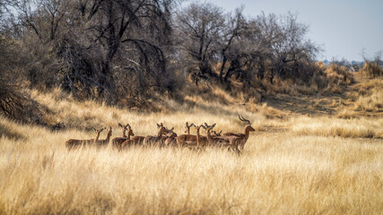Troupeau d'impalas dans la savane 