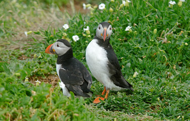 Macareux moine,Fratercula arctica, Atlantic Puffin,