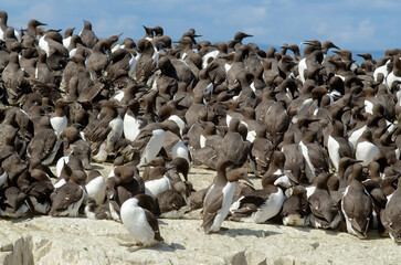 guillemot de troil, uria aalge, Common Murre, colonie, Iles Farne, Réserve ornithologique RSPB, Angleterre, Grande Bretagne