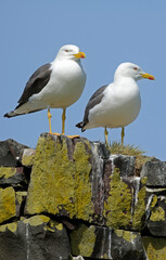 Goéland brun,Larus fuscus, Lesser Black backed Gull