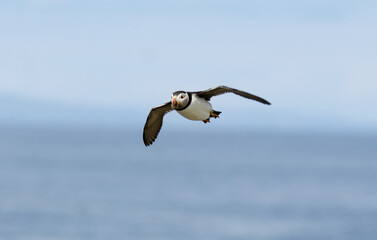 Macareux moine,Fratercula arctica, Atlantic Puffin,