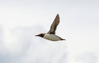 guillemot de troil, uria aalge, Common Murre
