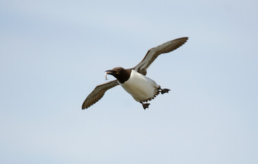 Macareux moine,
Fratercula arctica, Atlantic Puffin, Lançon, Hyperoplus lanceolatus