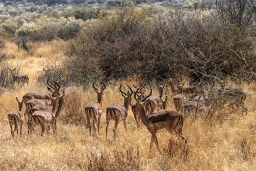 Troupeau d'impalas dans la savane 