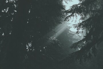 Misty forest, sunbeams piercing dense canopy