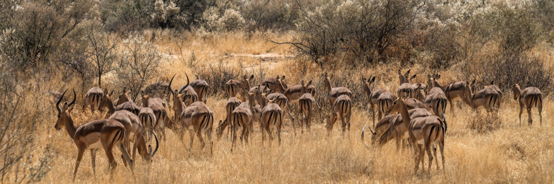 Troupeau d'impalas dans la savane 