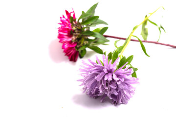 Aster Flower after the Rain Isolated on White
