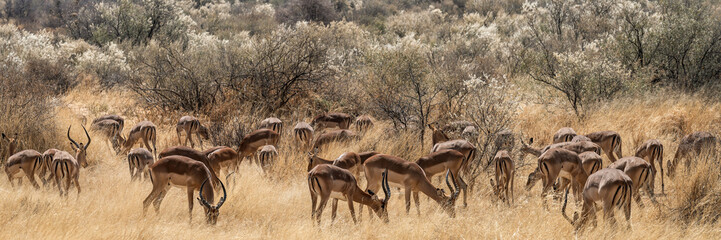 Troupeau d'impalas dans la savane 