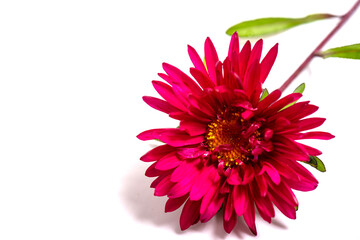 Aster Flower after the Rain Isolated on White