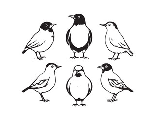 Mynah line art illustration