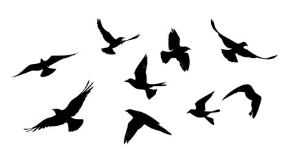 Flock of birds in flight flying silhouette