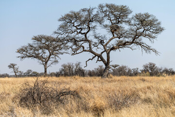 Paysage de la savane en Namibie en saison s&egrave;che