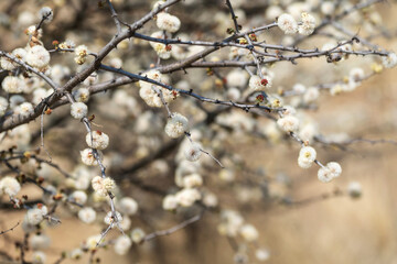 Acacia en fleurs dans la savane en Namibie 