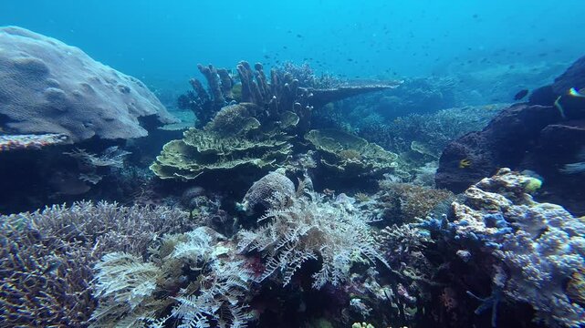 Maratua, Indonesia: Slow motion footage of diving in Sangalaki divesite in Maratua, Derawan Archipelago showing the colorful corals. 