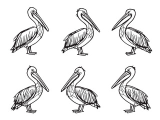 Pelican Line Art Illustration