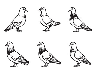 Pigeon Line Art Illustration