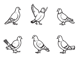 Pigeon Line Art Illustration