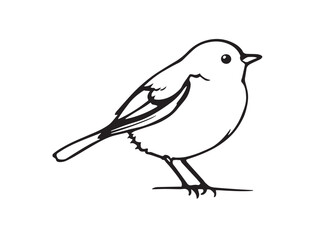 Robin Line Art Illustration