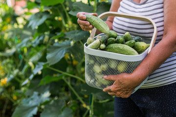 An elderly farmer woman with a basket of cucumbers in a summer garden. Close-up of a basket of...