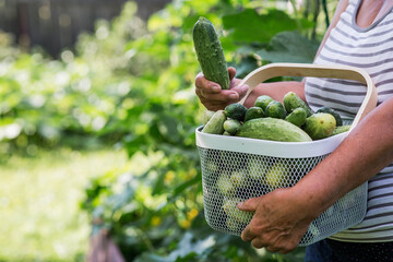An elderly farmer woman with a basket of cucumbers in a summer garden. Close-up of a basket of...