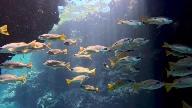 Landscape view of sunlight sunbeams dancing from the surface in underwater sea cave with shoal of blackspot snapper Lutjanus fulviflamma