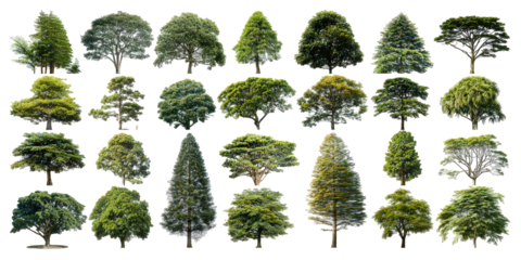 Collection of Various Green Trees Isolated on Transparent Background