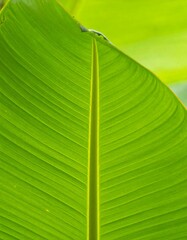 A close-up view of a vibrant green banana leaf, showcasing intricate parallel veins.