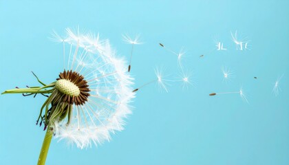 Obraz premium Minimalist Close Up Dandelion Seed Head with Flying Seeds Nature Detail