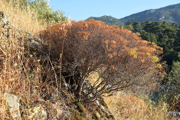 A Wood spurge bush on a mountain slope.