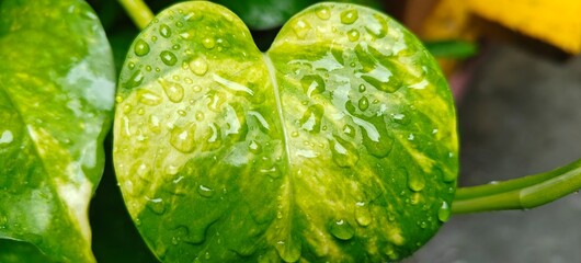 Close up shot of rain drops on money plant leaf.