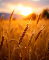 Closeup golden wheat ears glowing in bright sunset light