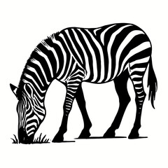 Obraz premium Black and White Zebra Grazing - Vector Illustration of Wild African Animal Eating Grass