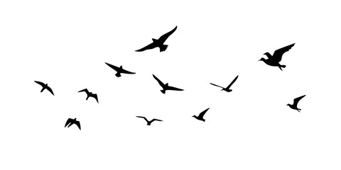 Diverse birds in flight and perched silhouettes flying