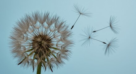 Soft Focus Dandelion Seed Head with Airborne Seeds on Light Blue Backdrop