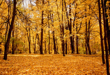 Golden autumn forest with tall trees and a thick carpet of fallen leaves. A warm, cozy autumn atmosphere. Selective focus.