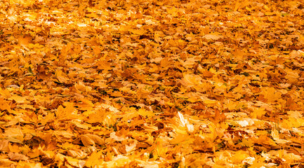 Autumn background with golden maple leaves covering the ground. Seasonal fall texture. Selective focus.