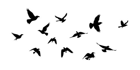 Flock of birds in flight flying silhouette