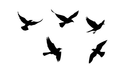 Flock of Crows in Flight black birds flying
