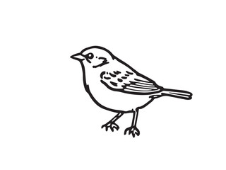 Sparrow Line Art Illustration